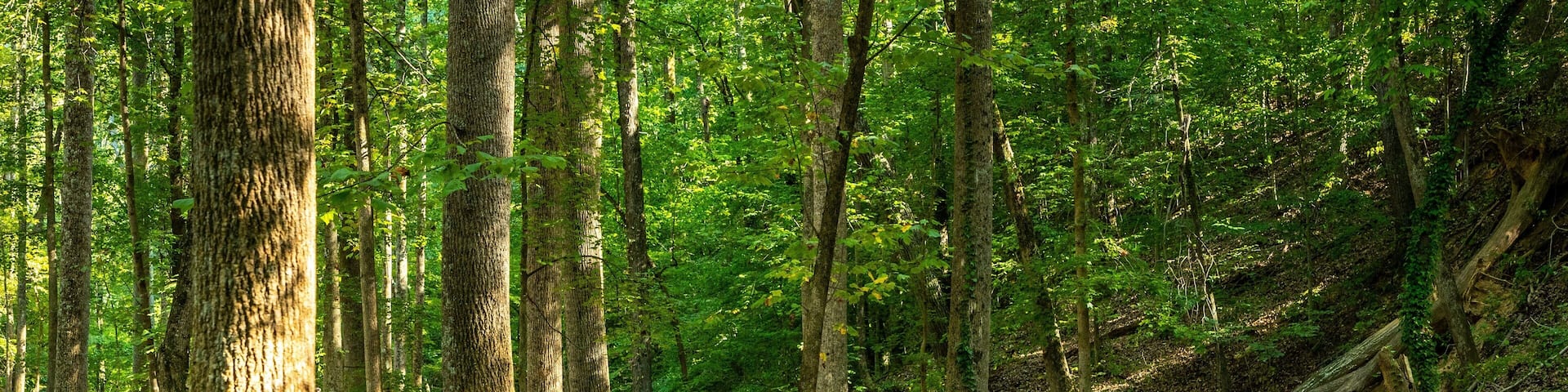 Wilshire Trails Park showing a park