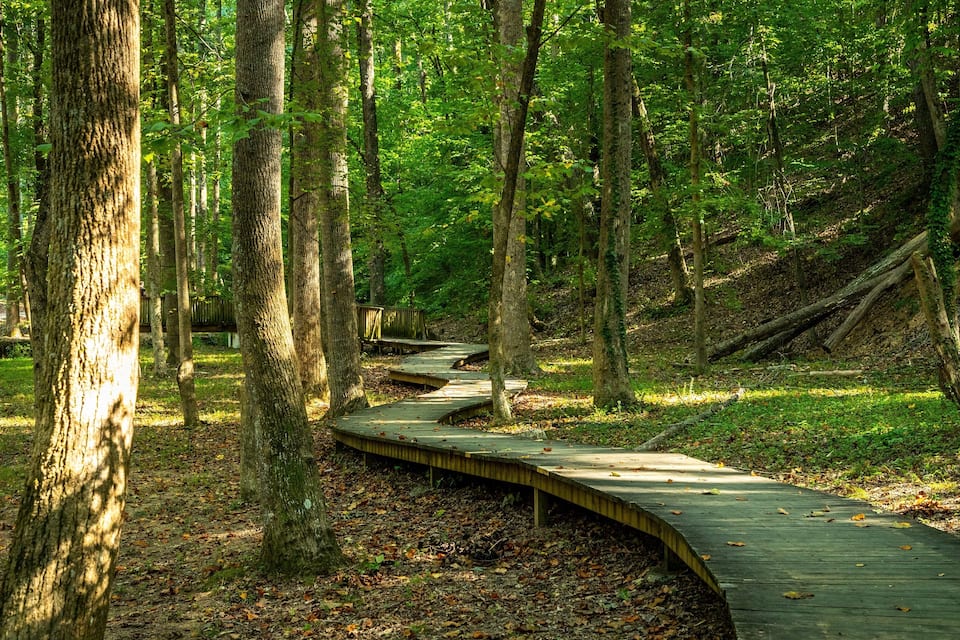 Una passera de fusta serpegen per un bosc de trees alts i una zona amb gespa.