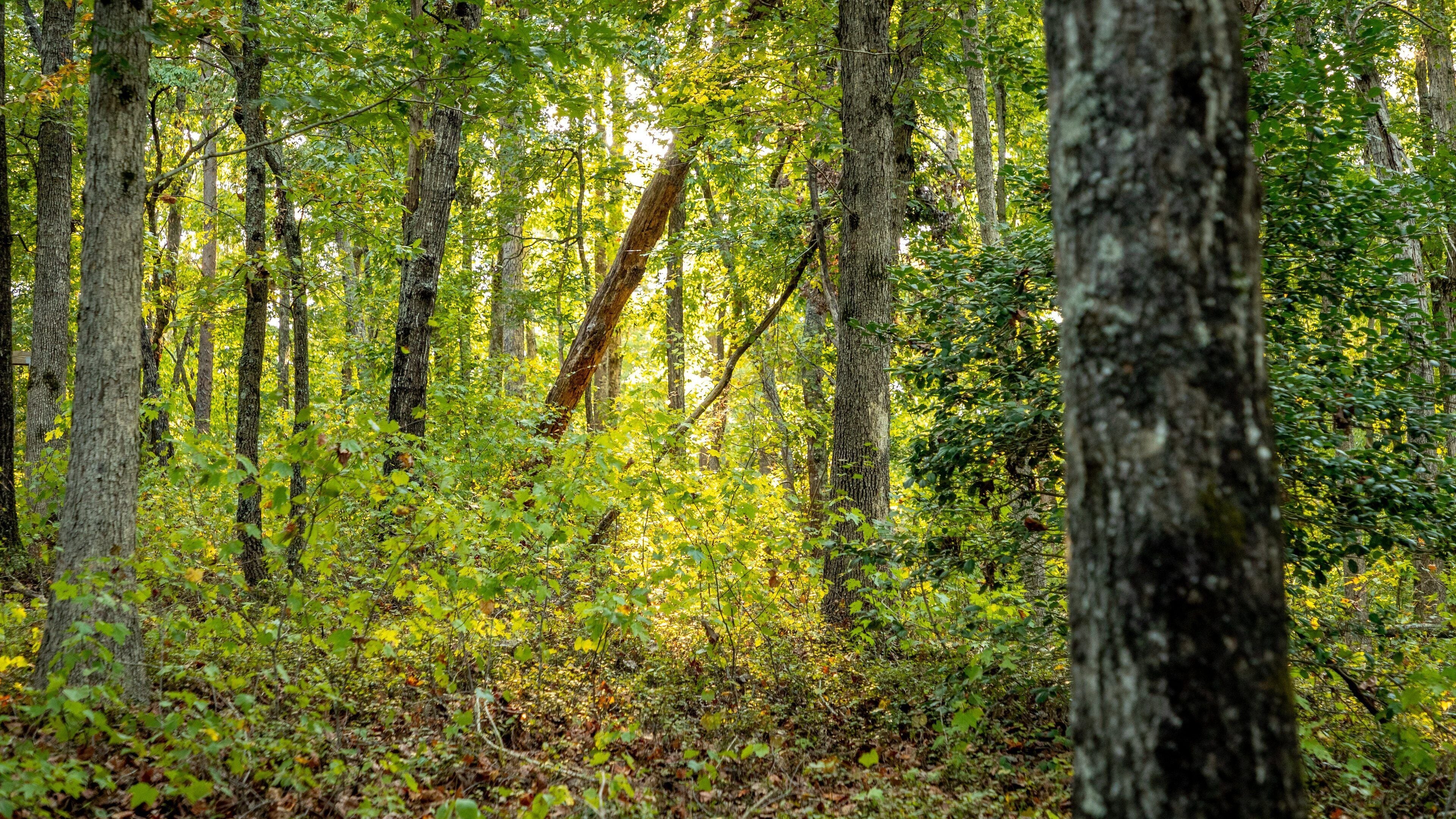 Don Carter State Park which includes forests