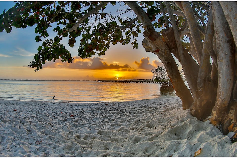 Una playa con un atardecer, un muelle y un árbol en primer plano.