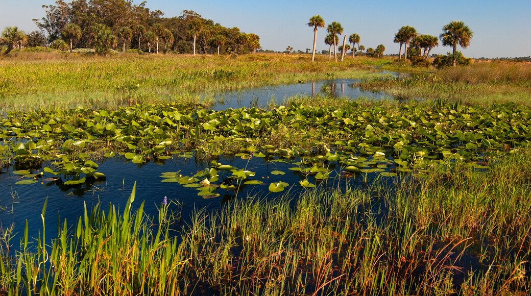 Kissimmee Prairie Preserve delstatspark