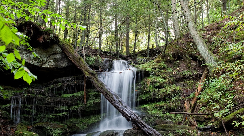 Bosque estatal del Río Salmon