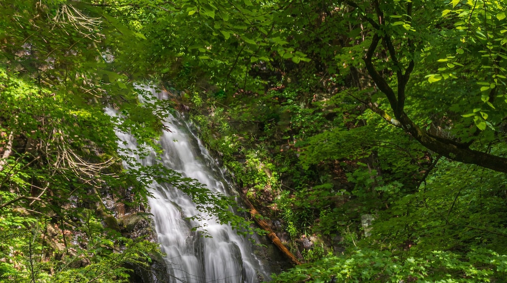 Roaring Brook Falls in the forest