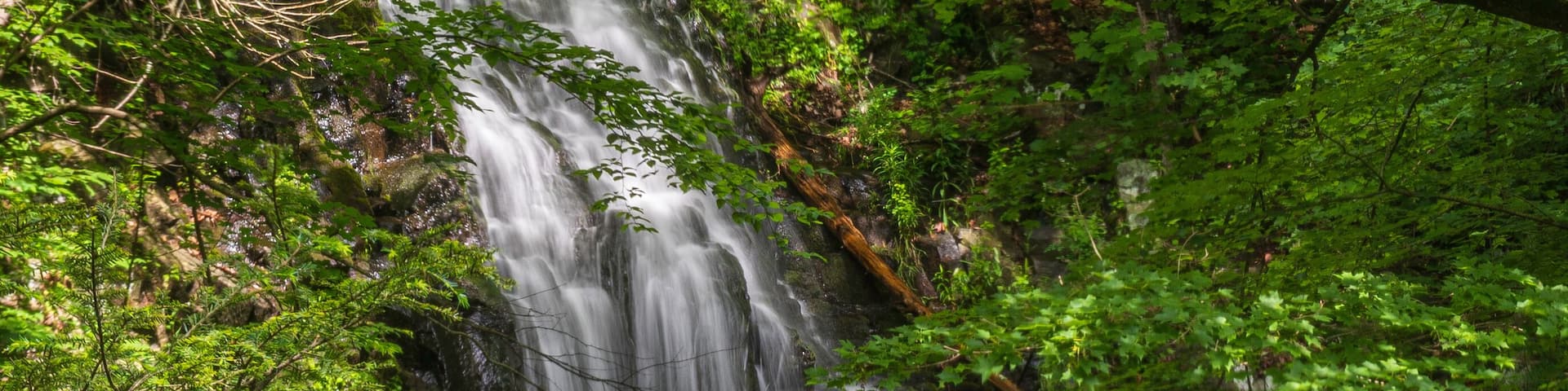 Roaring Brook Falls in the forest