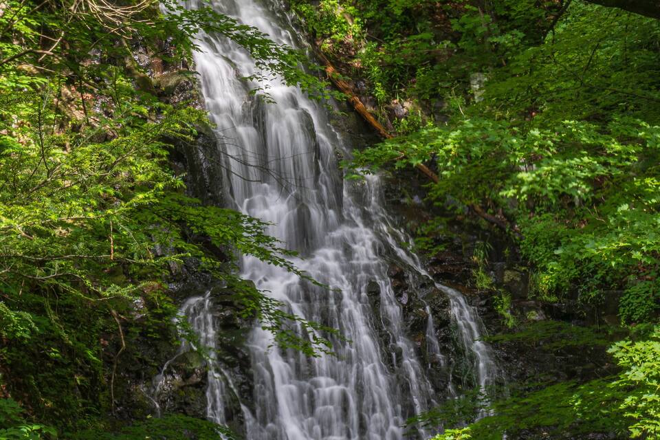 Una cascada rodeada de abundante follaje verde.