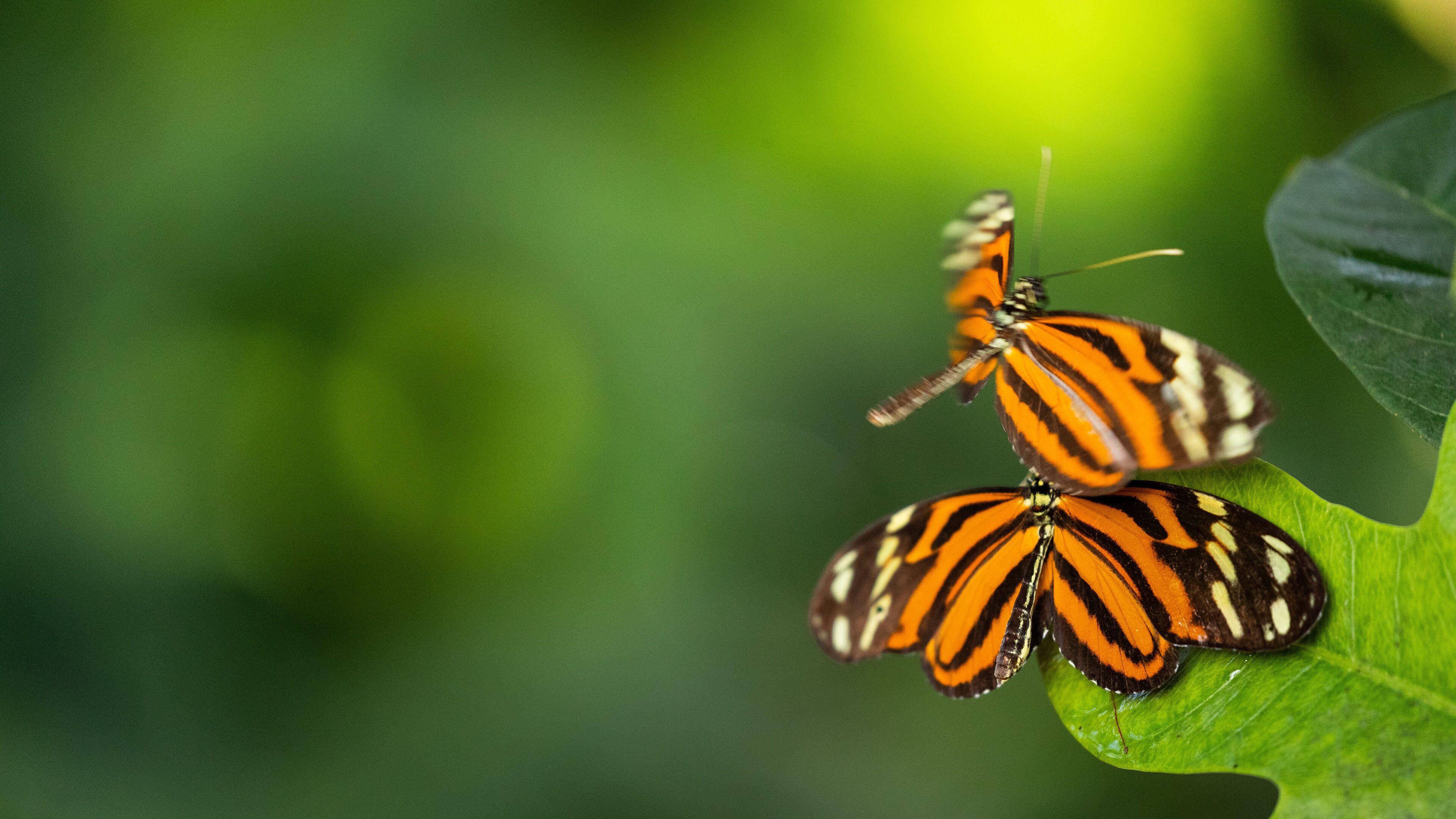 Butterfly Wonderland showing animals