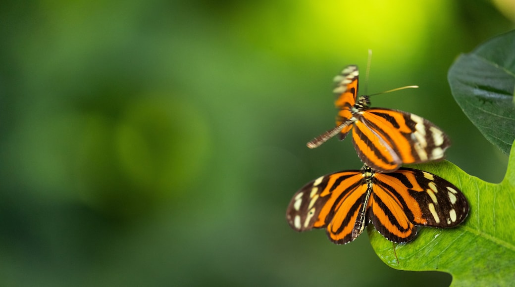 Butterfly Wonderland showing animals