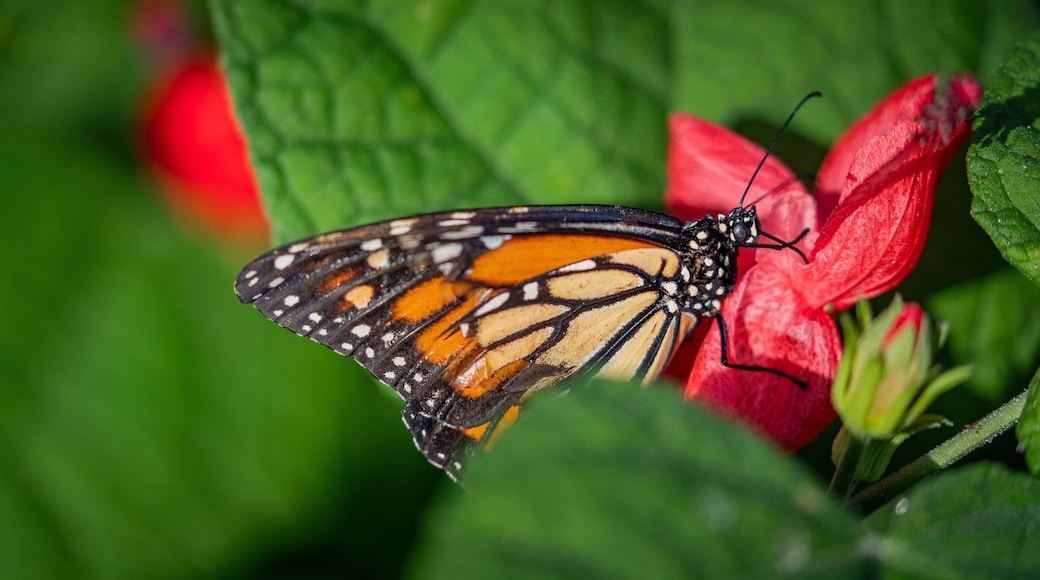 Butterfly Wonderland showing animals and wildflowers