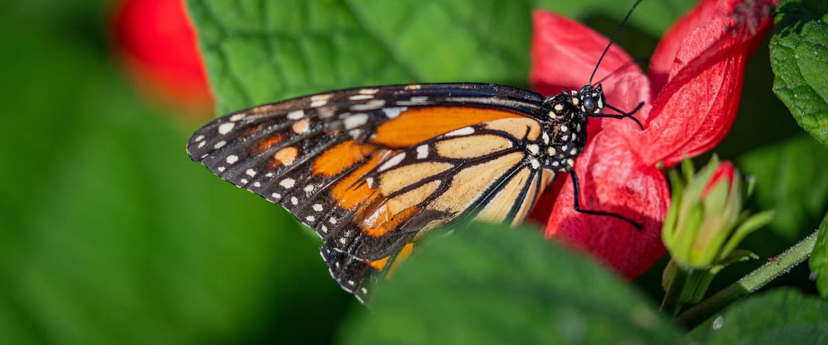 Butterfly Wonderland showing animals and wildflowers