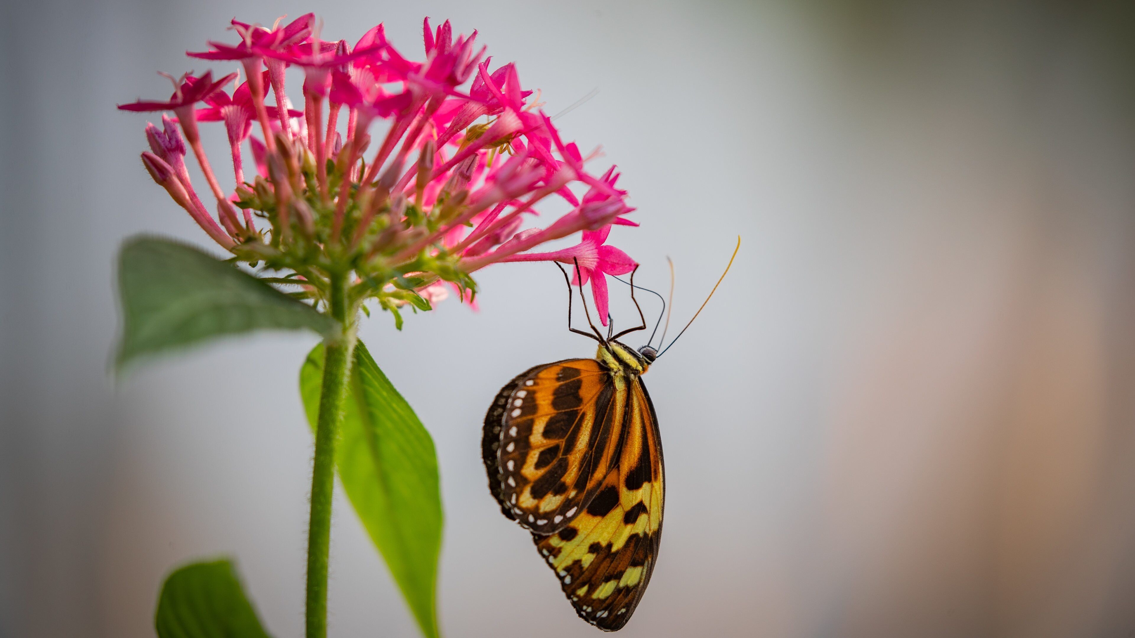 Butterfly Wonderland