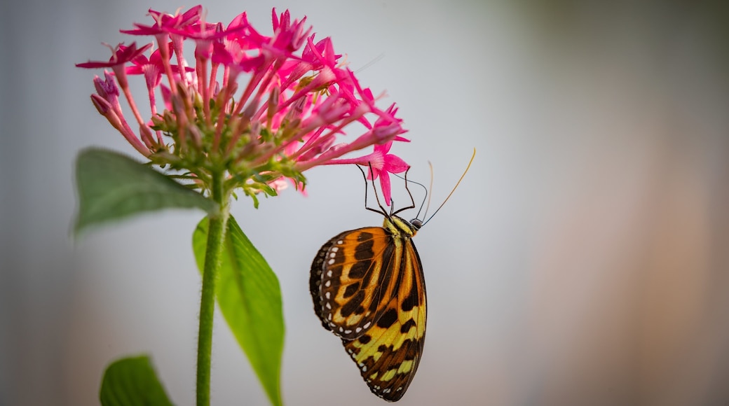Butterfly Wonderland