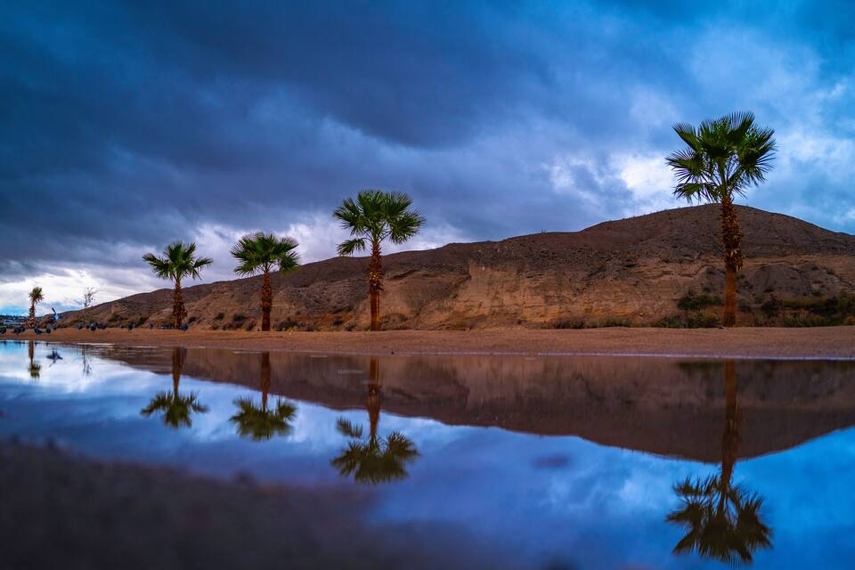 A desert landscape with palm trees and a reflective water body.
