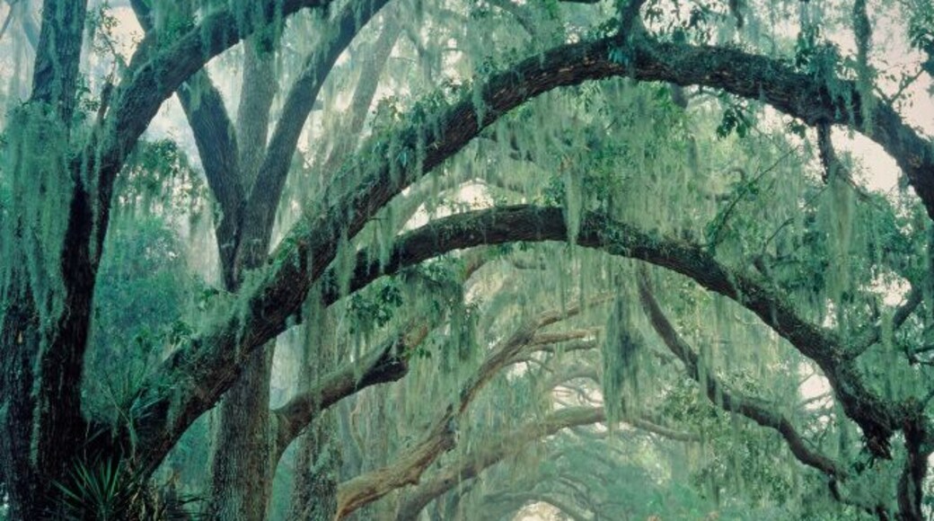 Centre d'accueil des visiteurs de Cumberland Island National Seashore