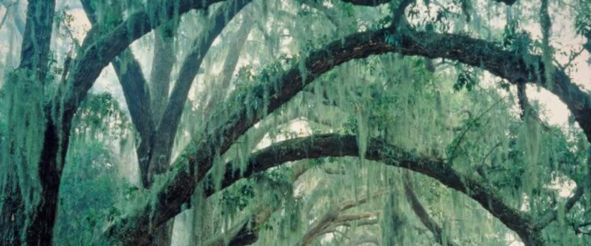 USA, Georgia, Cumberland Island National Seashore