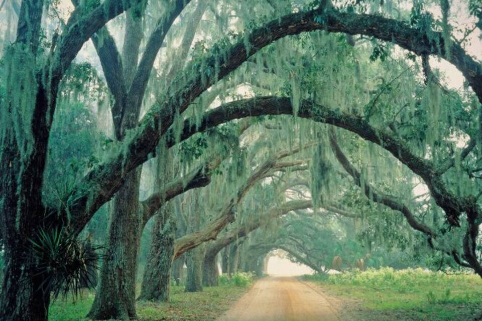A tree-lined road with large trees and Spanish moss.