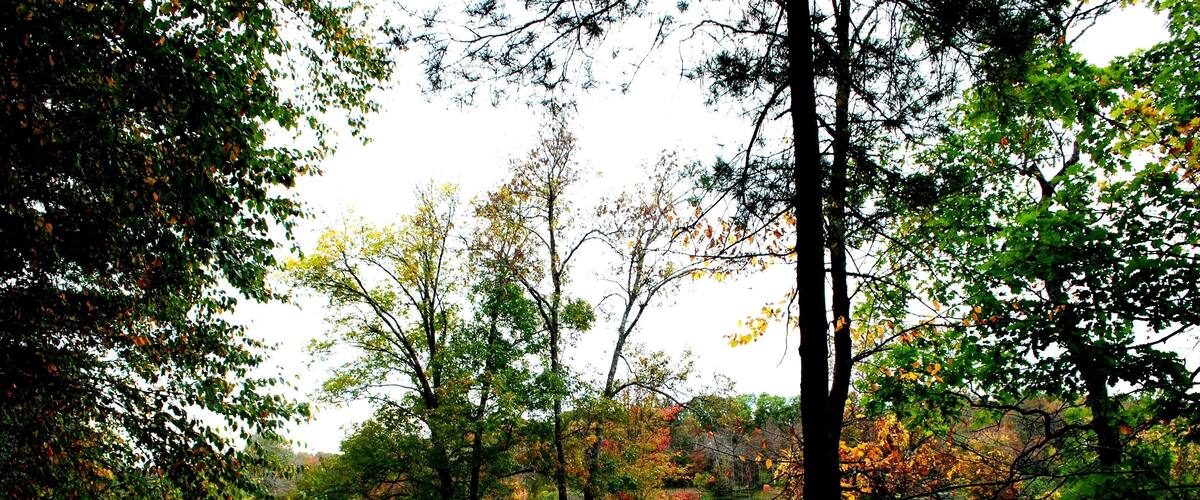 Autumn foliage on the trail along the riverside, Gertrude M. Boyden Wildlife Refuge Taunton, MA. Fall 2019.