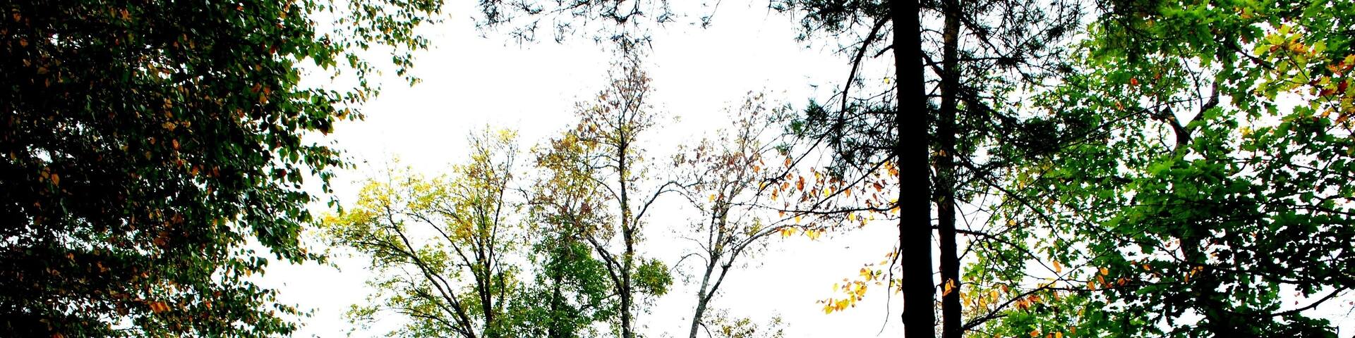 Autumn foliage on the trail along the riverside, Gertrude M. Boyden Wildlife Refuge Taunton, MA. Fall 2019.