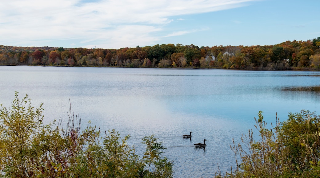 Picture of the Horn Pond in Woburn, Massachusetts in the early autumn