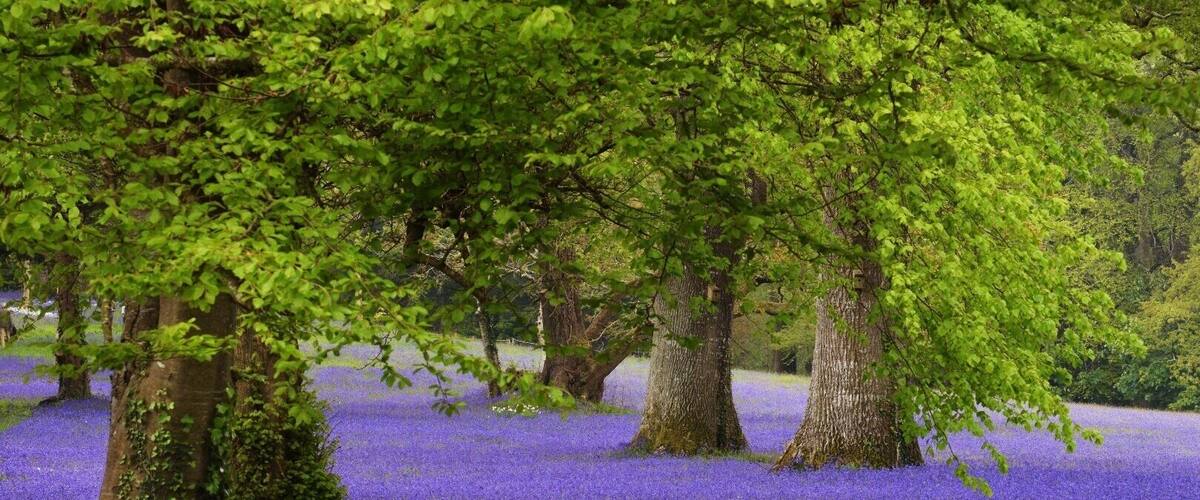 Flower-filled gardens with meadows, ponds and woodland, plus weekend art exhibitions and tearooms.
Wheelchair access.
Free parking. 
£5.00 Adults. £4.00 OAP. £2.00 Children.
Dogs allowed on a lead.
Bluebell viewing areas.
#enysgardens #cornwall #bluebells #gardens #floral #trees