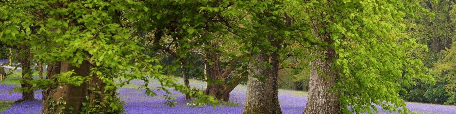Flower-filled gardens with meadows, ponds and woodland, plus weekend art exhibitions and tearooms.
Wheelchair access.
Free parking.
£5.00 Adults. £4.00 OAP. £2.00 Children.
Dogs allowed on a lead.
Bluebell viewing areas.
#enysgardens #cornwall #bluebells #gardens #floral #trees