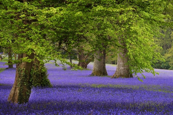 Flower-filled gardens with meadows, ponds and woodland, plus weekend art exhibitions and tearooms.
Wheelchair access.
Free parking.
ÂŁ5.00 Adults. ÂŁ4.00 OAP. ÂŁ2.00 Children.
Dogs allowed on a lead.
Bluebell viewing areas.
#enysgardens #cornwall #bluebells #gardens #floral #trees