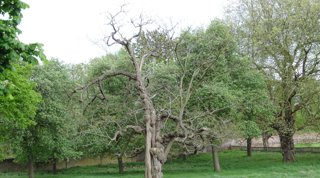 Home Park, Hampton Court dead tree near the Ice house