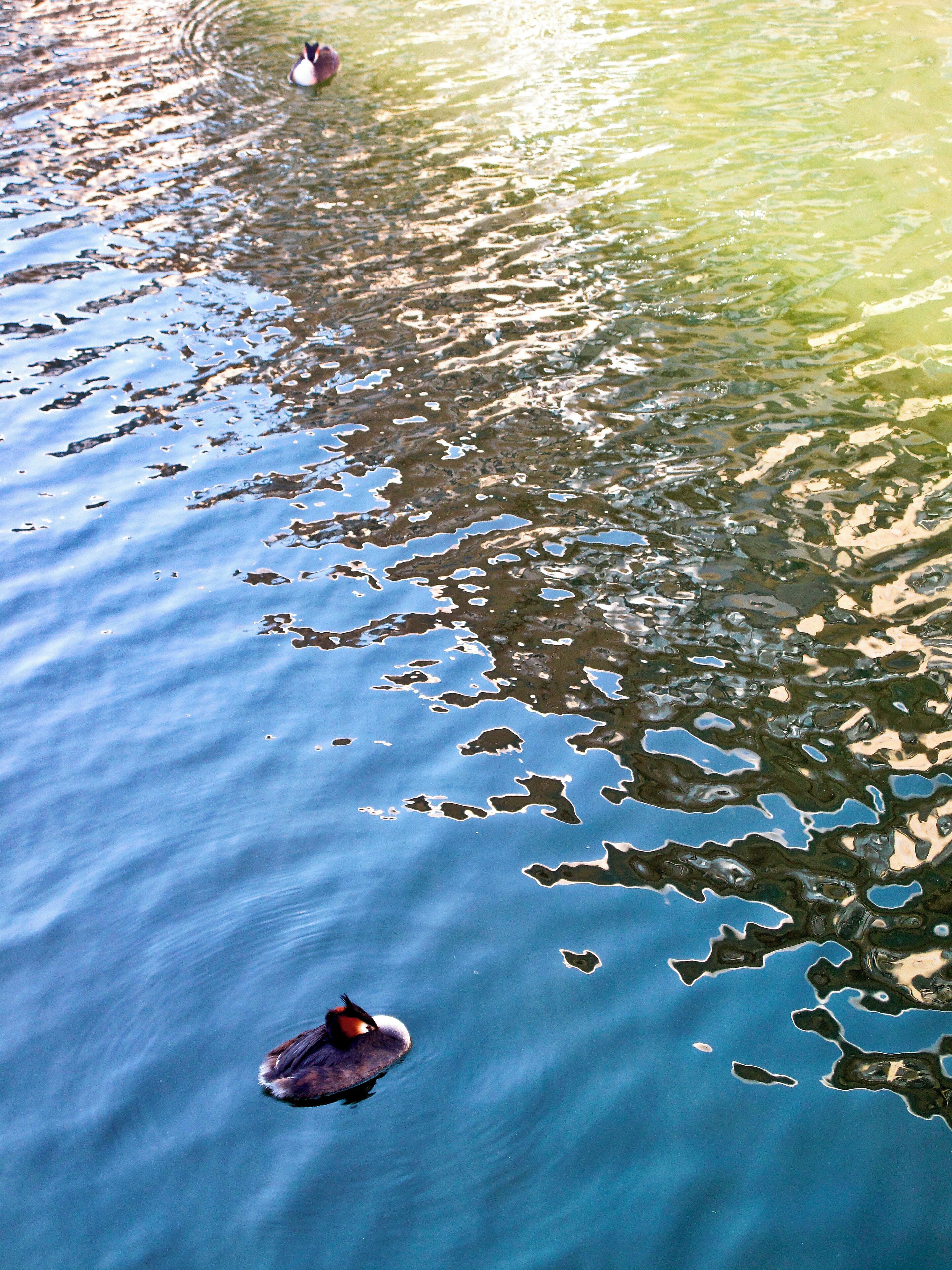 Great Crested Grebes, Thames at Kingston.