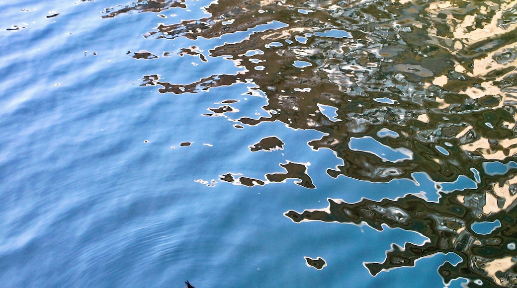 Great Crested Grebes, Thames at Kingston.