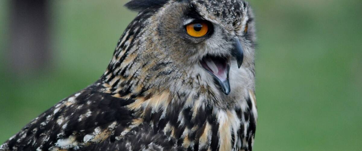 Cheeky owl