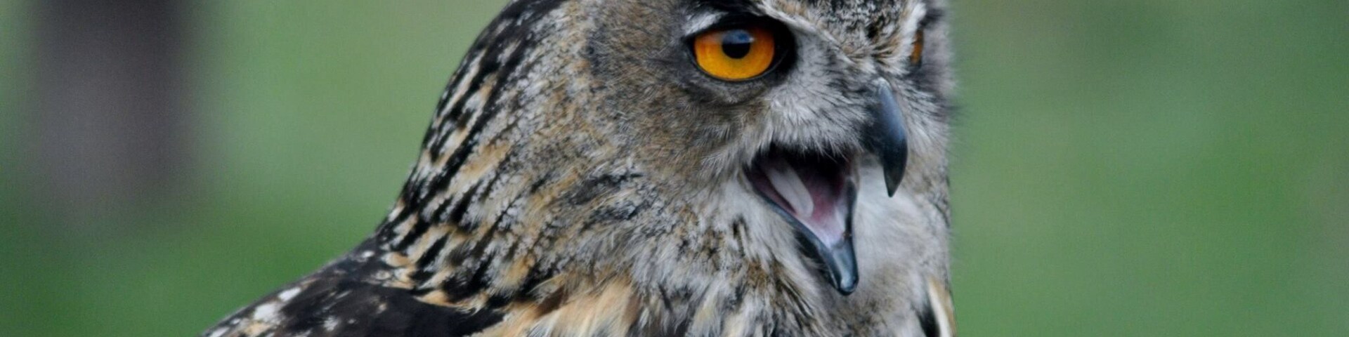 Cheeky owl