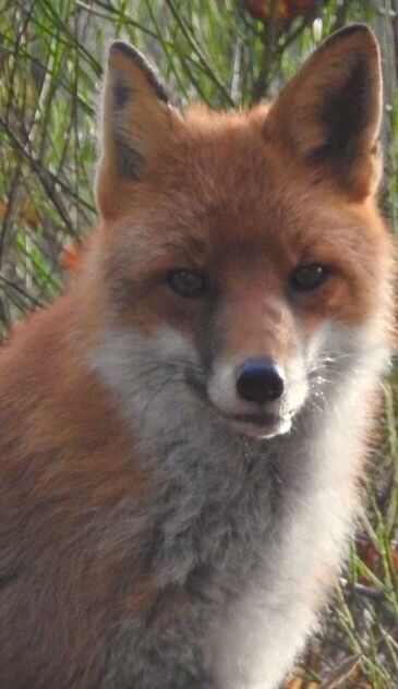 Amazing creature 😍 x