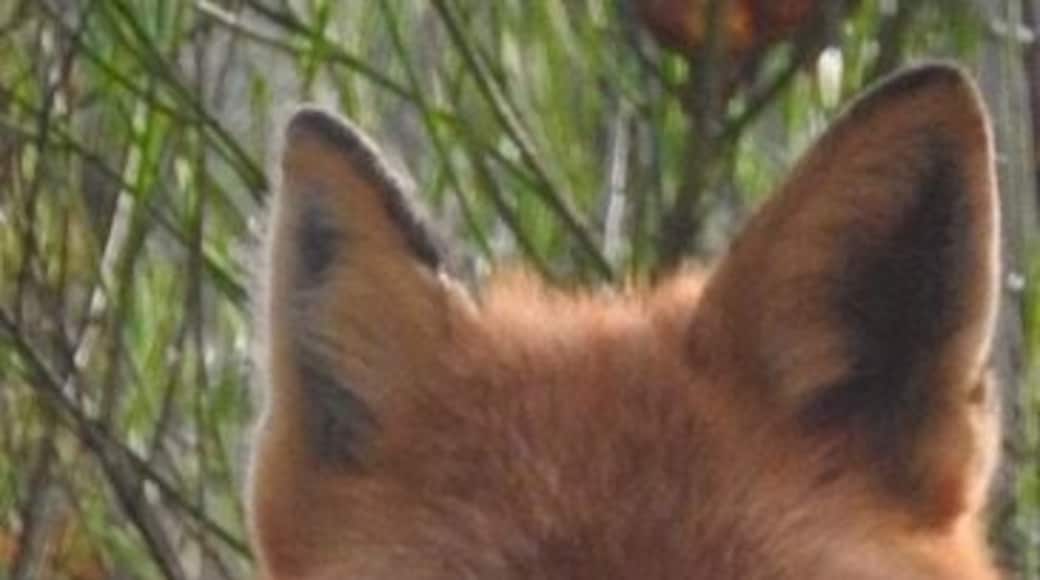 Amazing creature 😍 x