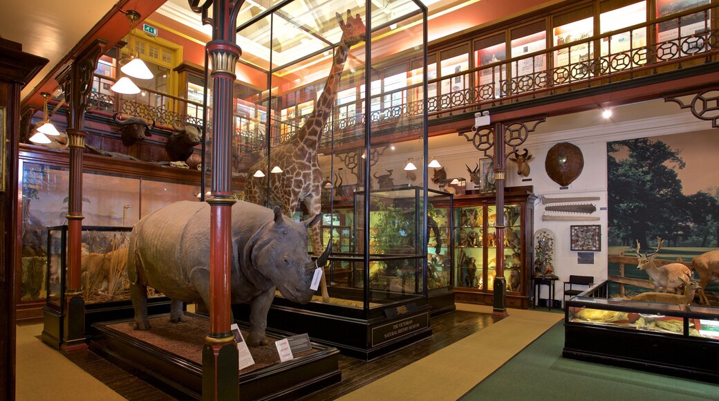 Ipswich Museum mit einem Innenansichten