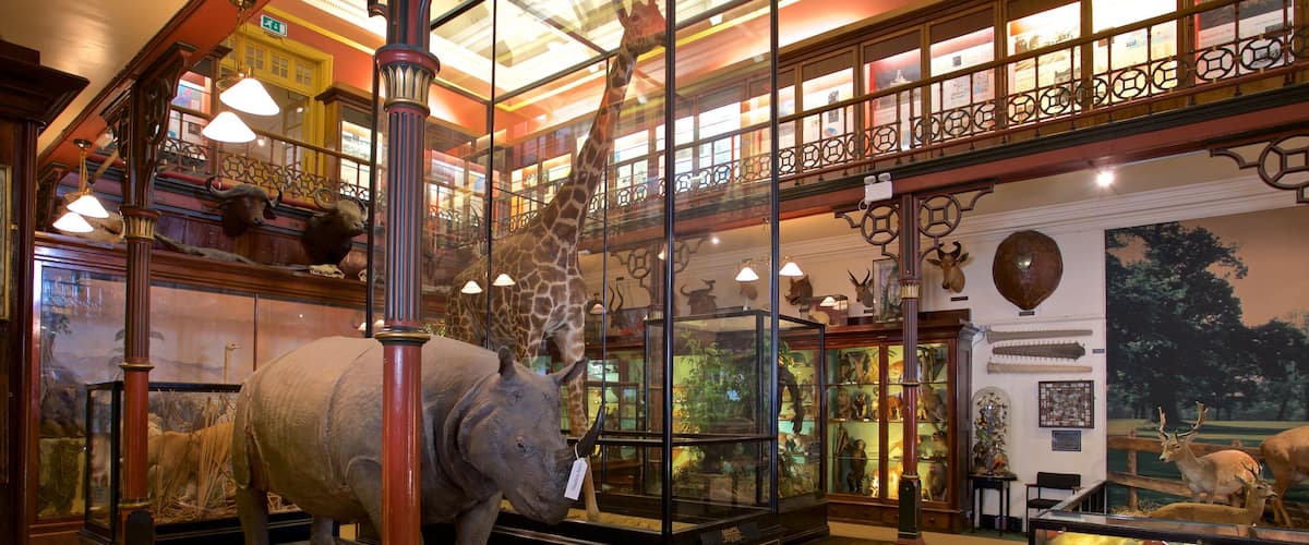 Ipswich Museum featuring interior views