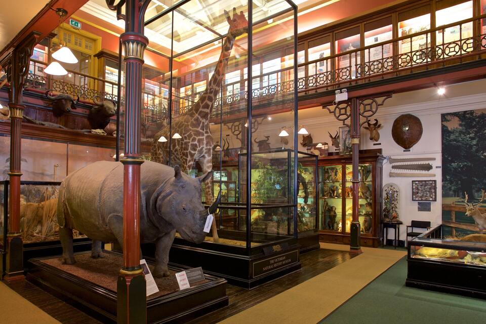 Un museo con vetrine che espongono animali impagliati, come una giraffa, un rinoceronte e un cervo.