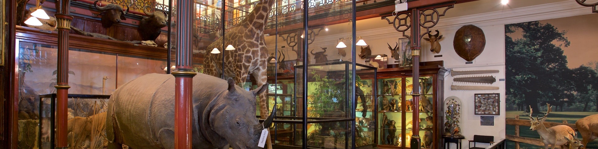 Ipswich Museum mostrando vistas internas