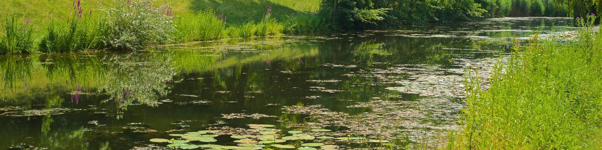 A river with lily pads surrounded by lush greenery and trees.