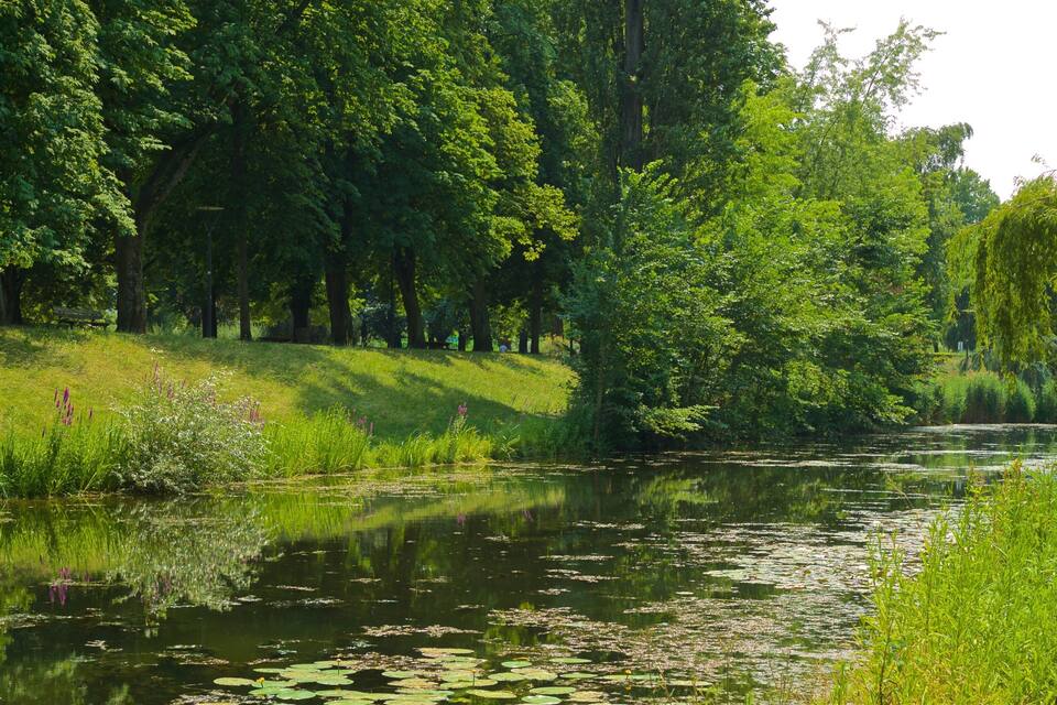 A river with lily pads surrounded by lush greenery and trees.