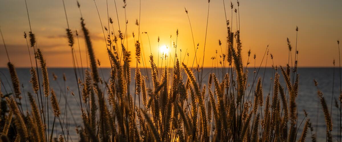 A sunset over the ocean with tall grasses in the foreground.