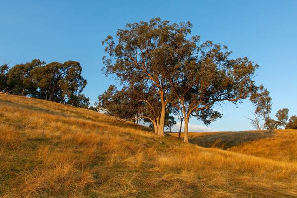 Huon Hill Parklands which includes tranquil scenes