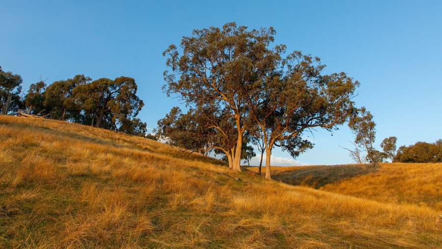 Huon Hill Parklands which includes tranquil scenes