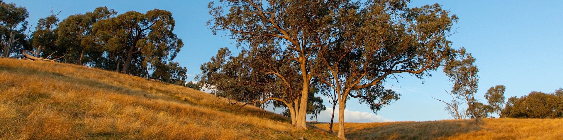 Huon Hill Parklands which includes tranquil scenes