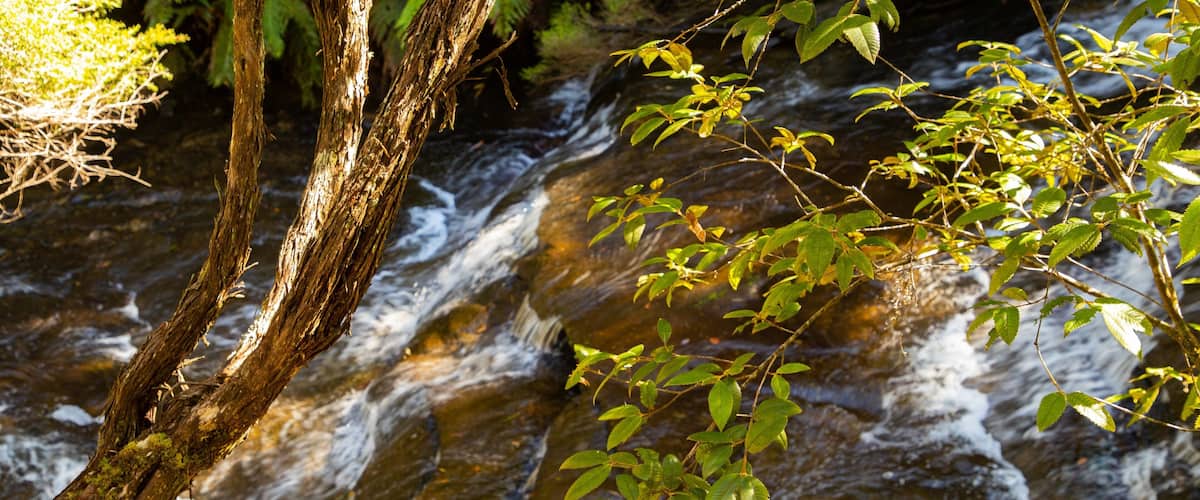 Leura Cascades featuring a river or creek