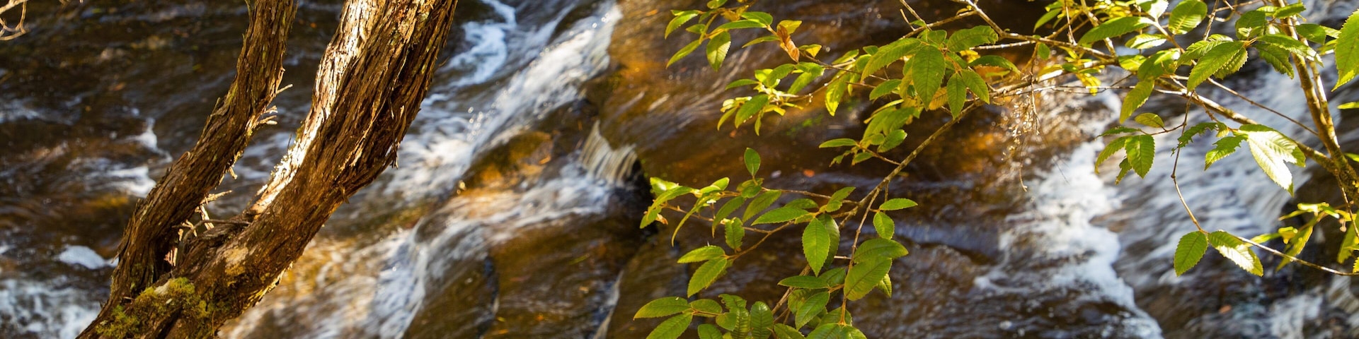 Leura Cascades featuring a river or creek