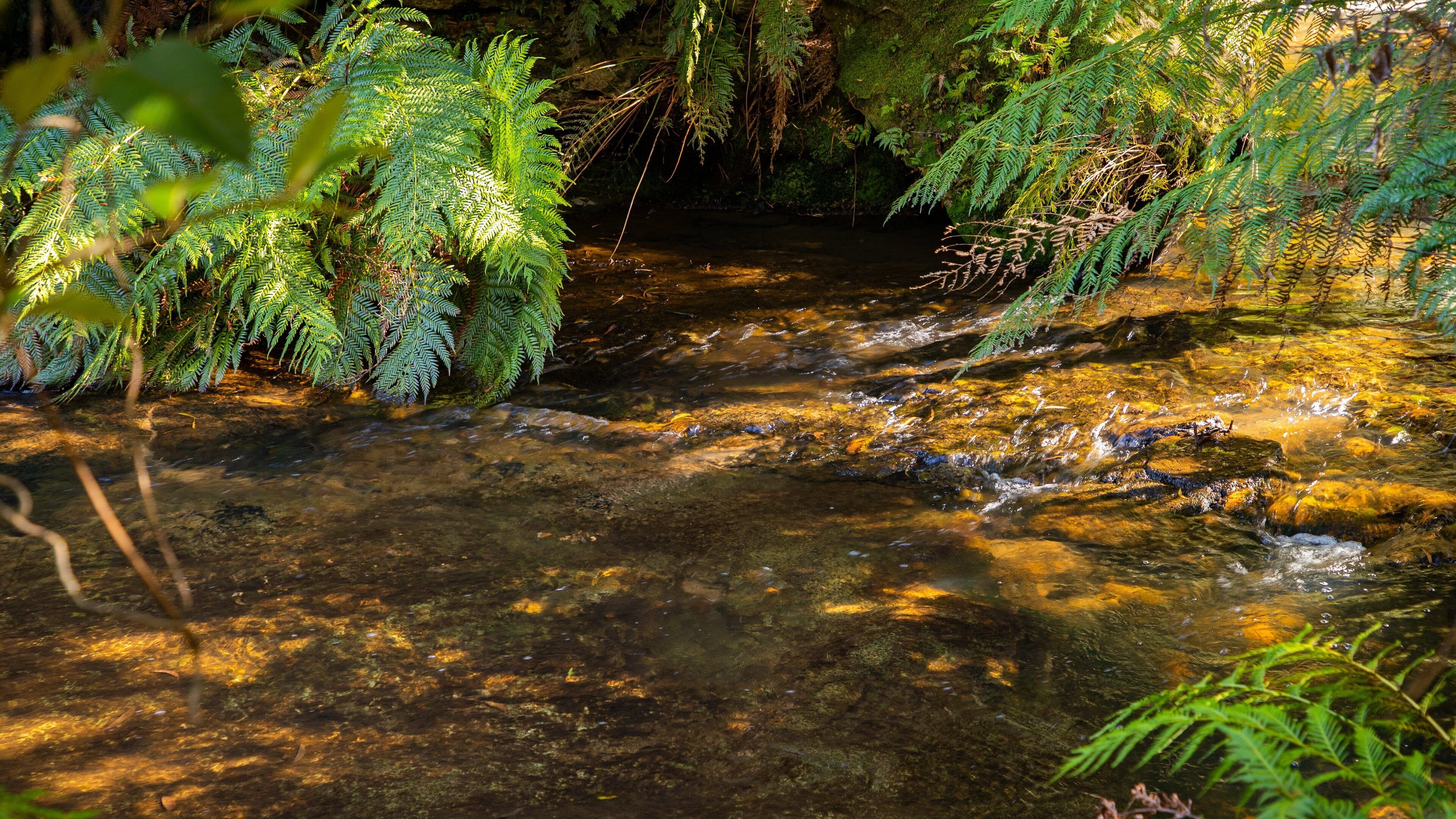 Leura Cascades featuring a river or creek