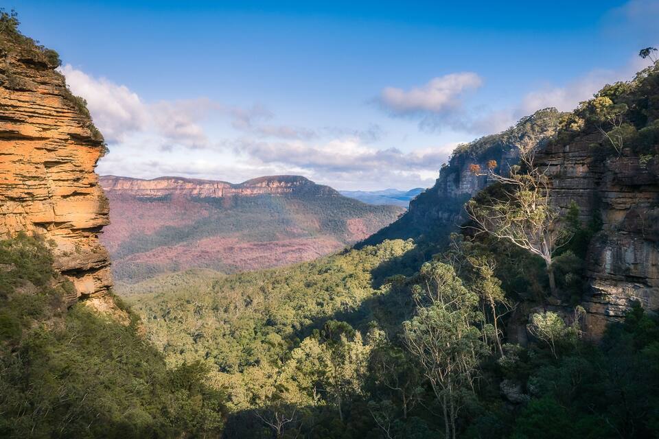 A canyon with steep rock faces and dense forest.
