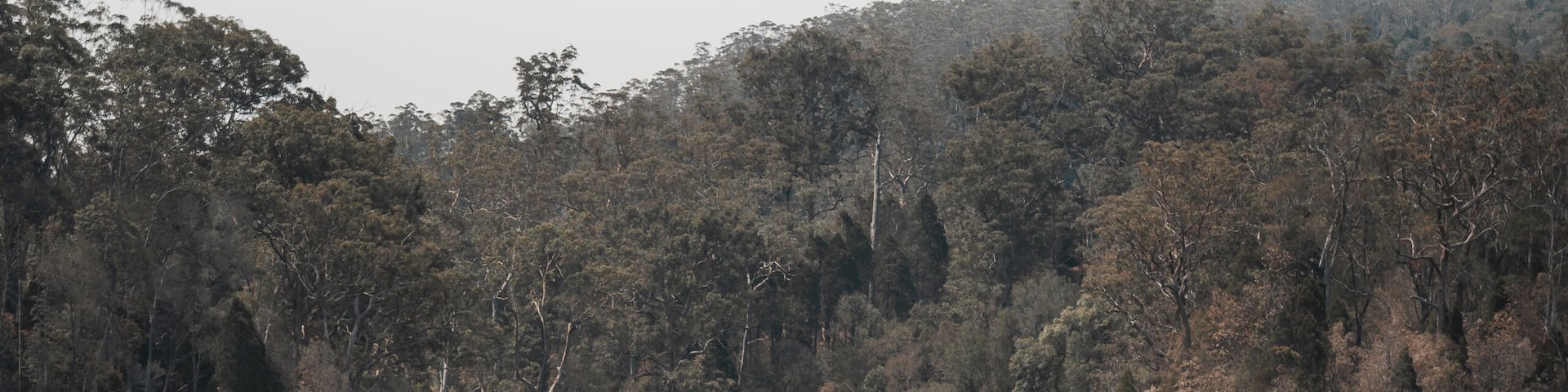 The view of Ellenborough Falls from across the valley at Ellenborough Falls, New South Wales.