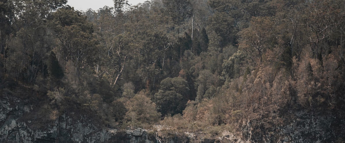 A waterfall cascading down a rocky cliff surrounded by dense forest.