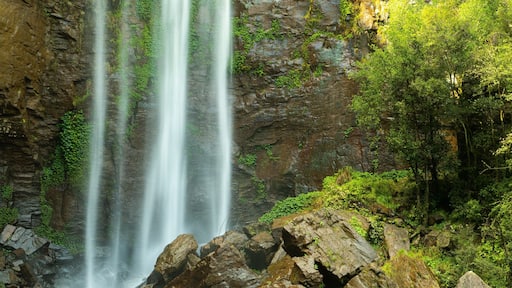 Queen Mary Falls featuring a cascade