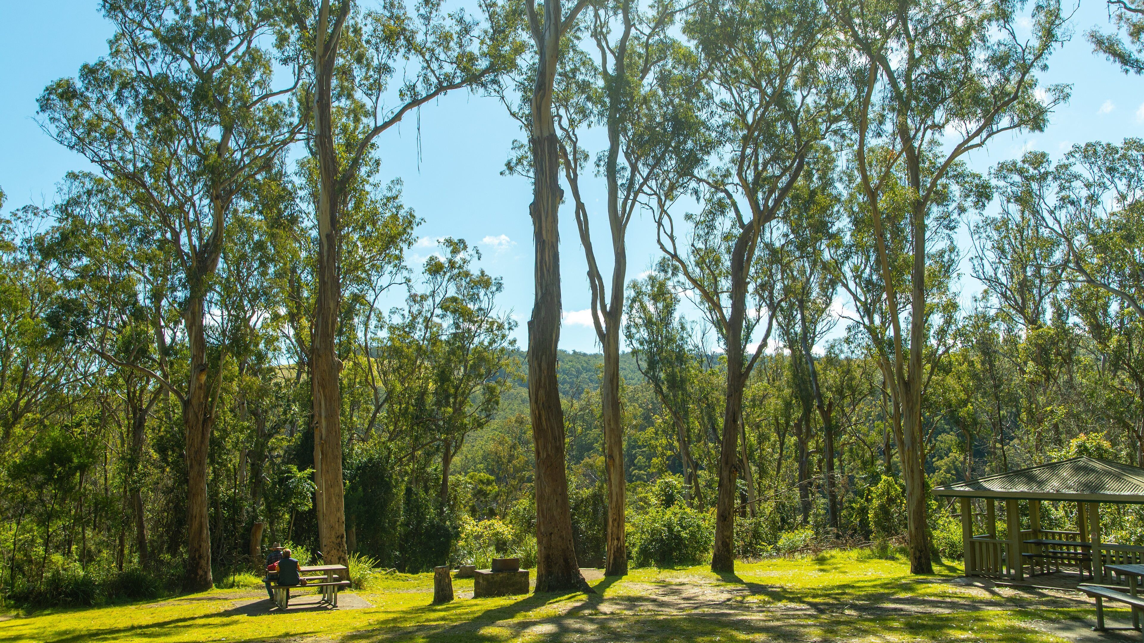 Queen Mary Falls showing a garden and forest scenes